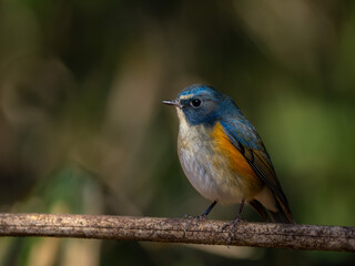 森の中で枯れ木に留まっているルリビタキの雄