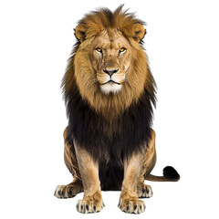 Fototapeta premium lion isolated