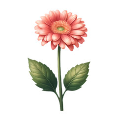 一輪のガーベラの花と緑の葉のイラストです。背景が透過のため扱いやすいイラストです。