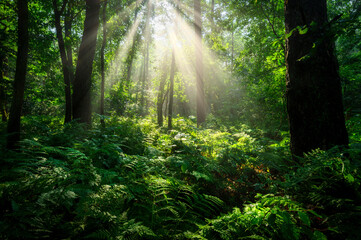 Sunny morning in the forest