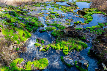 チャツボミゴケ