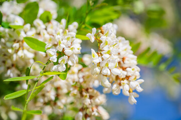 垂れ下がるニセアカシアの花
