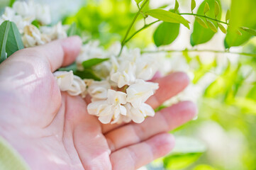 ニセアカシアの花