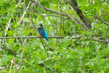 common kingfisher in a forest