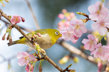 河津桜とメジロ