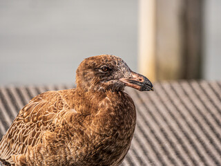 Juvenile Pacific Gull Head Side On