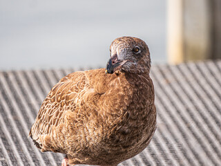 Juvenile Pacific Gull Head Turned Right