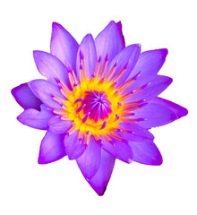 Fototapeta premium water lily