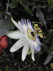 Blooming Passion Flower or Passiflora with water drops. The beautiful flower known as Passiflora...