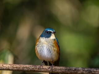 森の中で枯れ木に留まっているルリビタキの雄