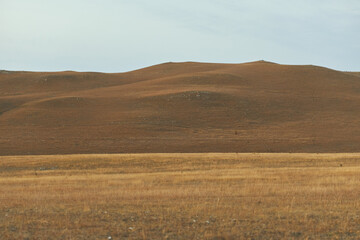 Obraz premium Idyllic countryside landscape with grazing herd of cattle, rolling hills, and cloudy sky