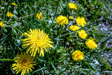 bright yellow blooming dandelions on a green natural background