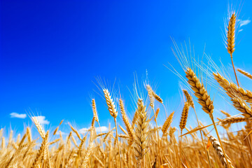 Field of wheat under blue sky with clouds in the background.