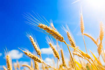Field of wheat under blue sky with clouds in the background.