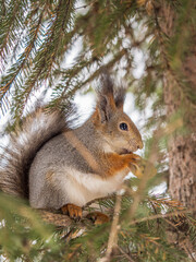 The squirrel with nut sits on tree in the winter or late autumn