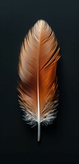 Brown fluffy feather isolated on black background