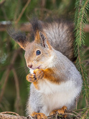 The squirrel with nut sits on tree in the winter or late autumn