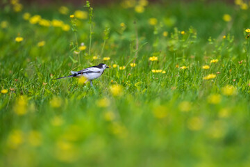 White Wagtail on the grass. 