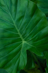 Fototapeta premium green leaf texture, dark green foliage nature background, tropical leaf