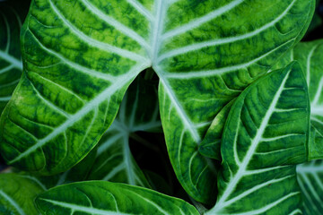 green leaf texture, dark green foliage nature background, tropical leaf