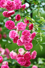 Nature background with spring flowers. Selective and soft focus. Close up.