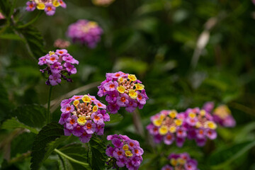 Fototapeta premium ランタナ