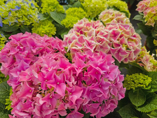 Hortensien, Hydrangea, in einer Nahaufnahme