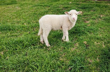 Oveja bebé 