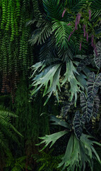 Full Frame of Green Leaves Pattern Background, Nature Lush Foliage Leaf Texture, tropical leaf.