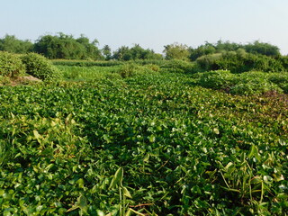 Nature, in the broadest sense, is the natural, physical, or material world or universe. "Nature" can refer to the phenomena of the physical world, and also to life in general.