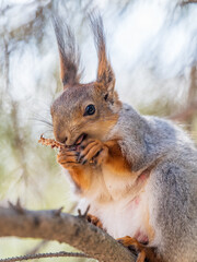 The squirrel with nut sits on a branches in the spring or summer.