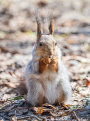 Squirrel in autumn or spring with nut on the green grass with fallen yellow leaves