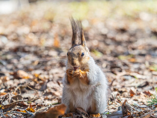 Squirrel in autumn or spring with nut on the green grass with fallen yellow leaves