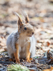 Squirrel in autumn or spring with nut on the green grass with fallen yellow leaves