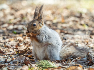 Squirrel in autumn or spring with nut on the green grass with fallen yellow leaves