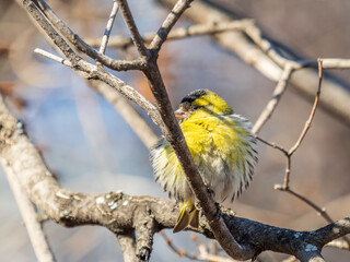 Eurasian siskin male, latin name spinus spinus, sitting on branch of tree. Cute little yellow songbird.