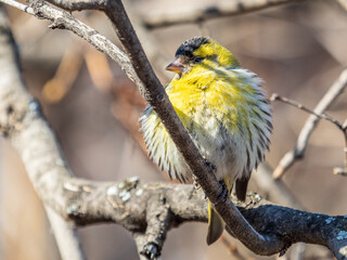 Eurasian siskin male, latin name spinus spinus, sitting on branch of tree. Cute little yellow songbird.