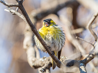 Eurasian siskin male, latin name spinus spinus, sitting on branch of tree. Cute little yellow songbird.
