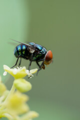 Close up view of bluebottle fly