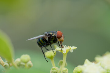 Close up view of bluebottle fly