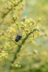 Close up view of bluebottle fly