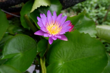 lotus flower and lotus leaf