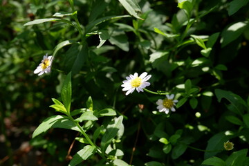 daisies in the garden sunlight