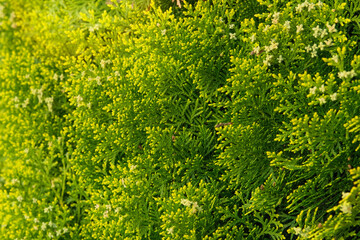 Cypress shrub in garden. Green bush. Evergreen tree. Spring.