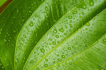 Close-up background of raindrops on green leaves. nature concept