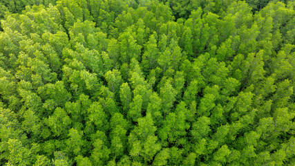 Fototapeta premium aerial view of dark green forest Abundant natural ecosystems of rainforest. Concept of nature forest preservation and reforestation 