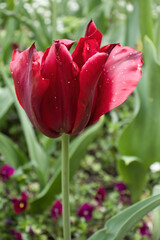 Fototapeta premium Red tulip blooming in the Hermannshof Gardens in Weinheim, Germany