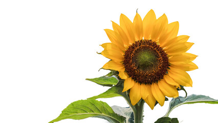 Fototapeta premium PNG Sunflower on white background. isolated. copy space