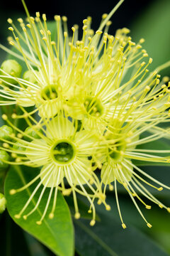 Close up view of fresh xanthostemon chrysanthus, or commonly known as golden penda
