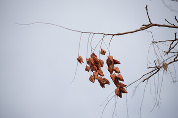 dry tree branches against the blue autumn sky